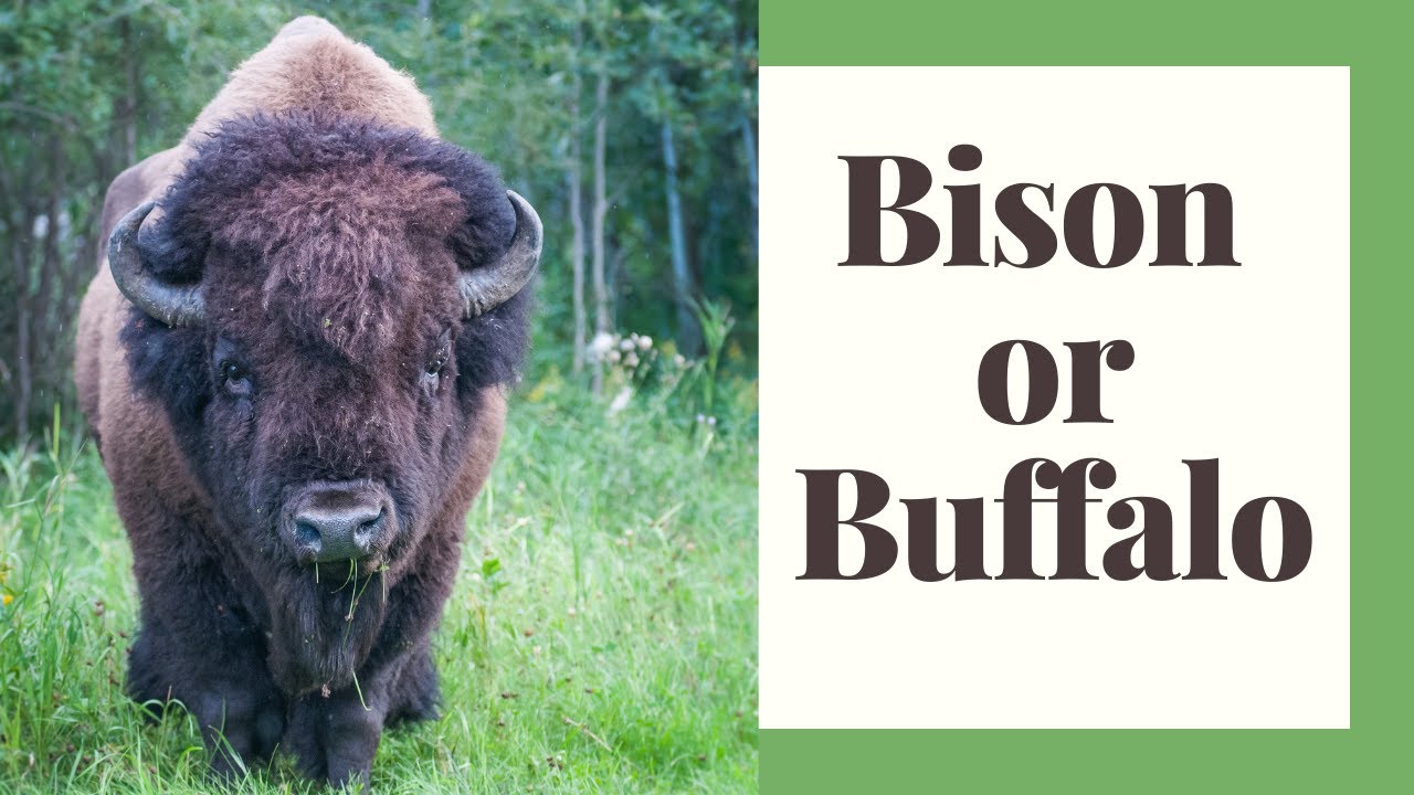 American Bison Largest Land Mammal of North America YouTube