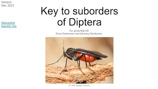 Key To The Suborders Of Diptera With Examples