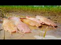 Top 5 Video amazing fishing! A Fisherman skill catch fish a lot tool and by hand 2021