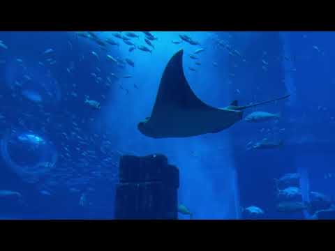 The Lost Chambers Aquarium – Dubai