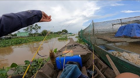Câu tôm mùa nước đổ trúng ngây ỗ tôm càng xanh