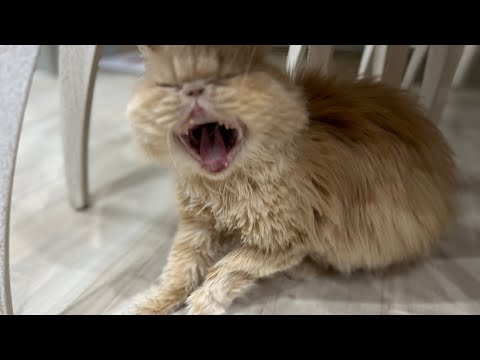 Meow Moe on X: Angry Persian Cat Meowing  #Cats #Cat #Kittens