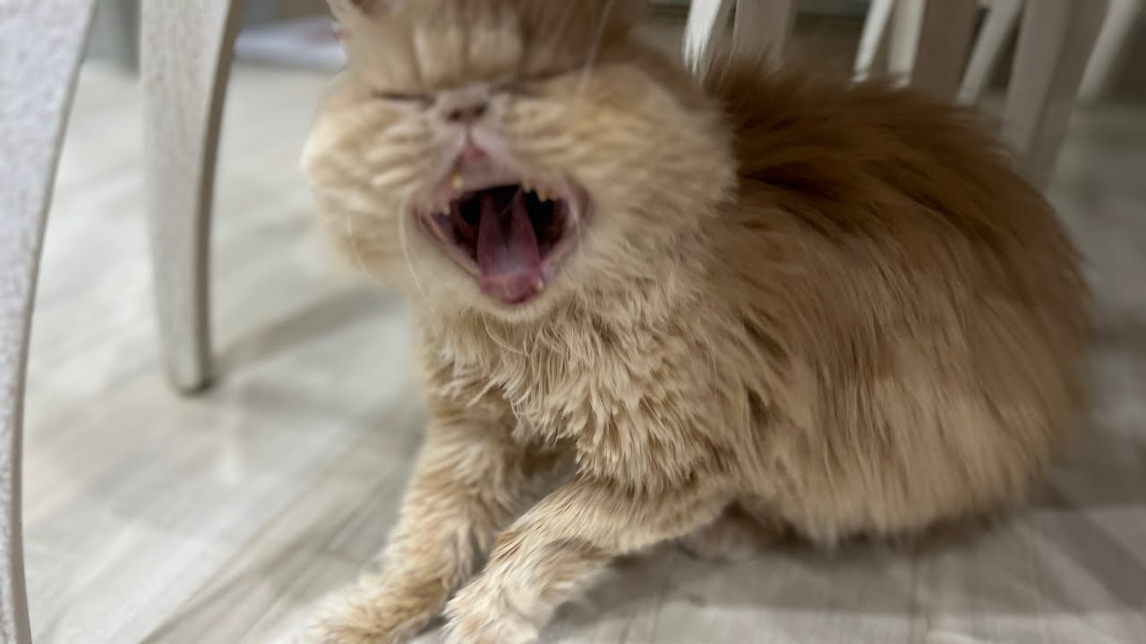 Meow Moe on X: Angry Persian Cat Meowing  #Cats #Cat #Kittens