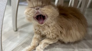 Angry Persian Cat Sound | Meowing