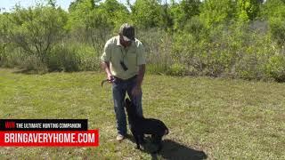 Obedience Training with Brad Arington of Mossy Pond Retrievers