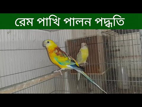 ভিডিও: র্যাম্প সবজি কি?