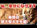 【速報】土佐犬モモちゃんついに本当のママパパが!!〈卒業〉