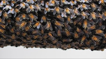 Department Of Zoology:  Introduction to Departments and Subject combinations, Orientation 2021