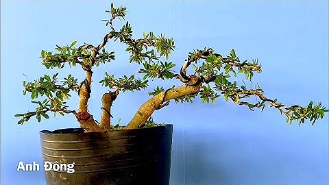 Cách uốn cây bonsai có nhiều thân