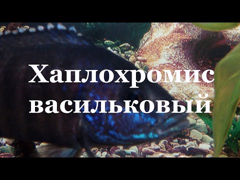 Хаплохромис васильковый (василек): повреждение роговицы глаза, лечение.