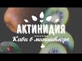 КИВИ РАЗМЕРОМ С КРЫЖОВНИК или АКТИНИДИЯ! Выращивание, уход, польза!