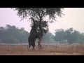 Elephants Do Climb Trees - South Luangwa Park