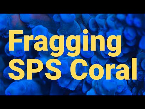 Video: Staghorn папоротниктерин трансплантациялоо - Staghorn папоротнигин качан көчүрүү керек