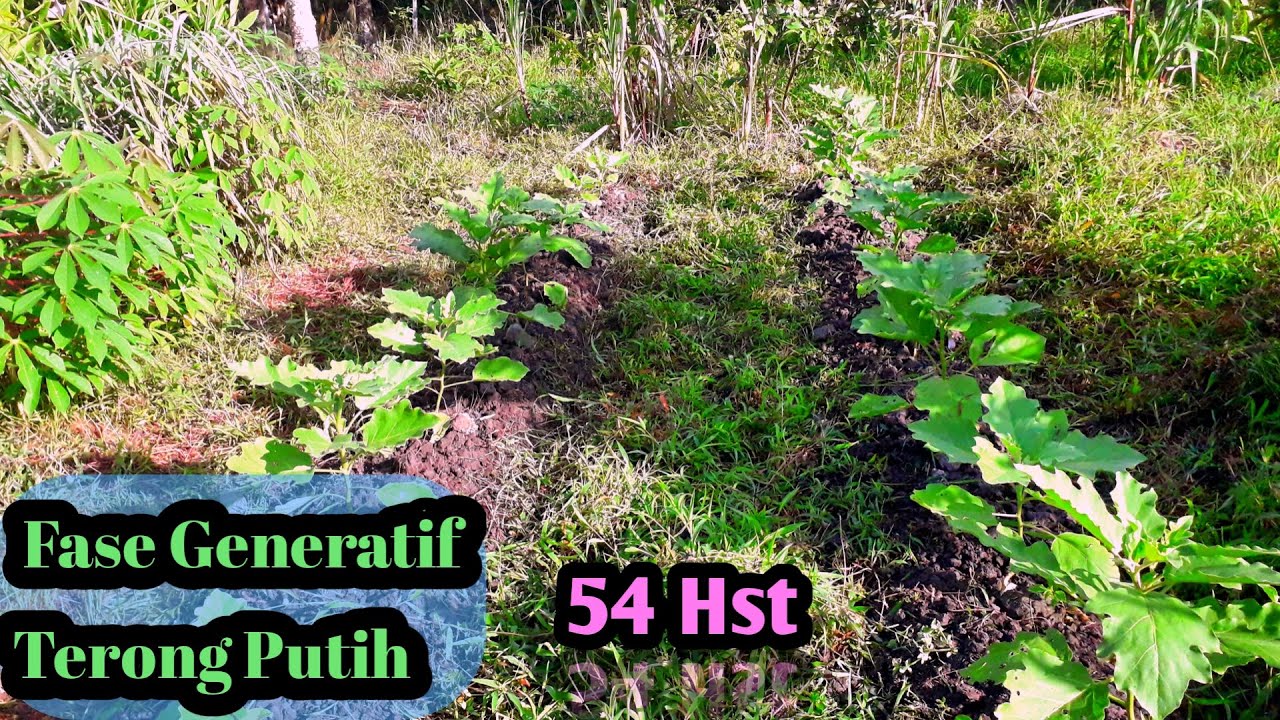 Perawatan Tanaman Terong Putih Di Musim Penghujan | Pemupukan dan Layu Fusarium