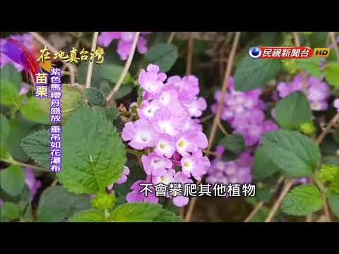 18 03 18 在地真台灣 苗栗130線道馬纓丹盛開4公里浪漫花道 Youtube