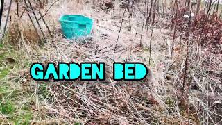 My food forest hedge by WildEdibles 77 views 3 weeks ago 2 minutes, 22 seconds