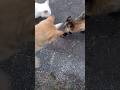 猫パンチを食らうたぬき⑤