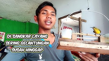 cara agar burung hasil pikatan tidak gelantung di sangkar layang