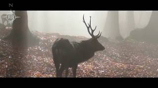 Natuurfilm    Herfst in het bos. Nederlands gesproken , dutch spoken.