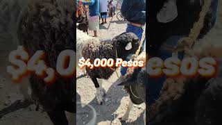Borrego 🐑 Semental Raza Dorper $235 Dólares #mulas  #caballos #ganado #becerros #tepexi #toros