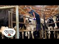 Milking cows in an 8 swing parlor  kristina ralph  organic valley