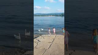 Na lepom plavom Dunavu ? dunav danuberiver river nasspomenar donau swan