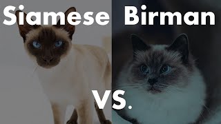 Siamese Cat VS. Birman Cat - Which is better for you