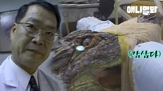 The One Who Gave An Eye To A Crocodile Who'll Get An Eye Removed