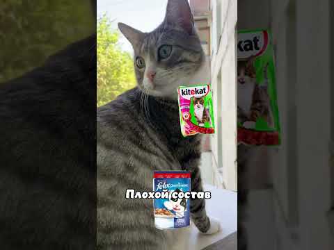 Можно ли кормить котика дешёвыми кормами? |#питомец #смешныеживотные