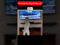 اغرب مواقف للحيوانات ج35