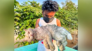 MY BABULOO CAT LAST VIDEO  ( CAT IN SERIOUS CONDITION ) ✨  #vlog #cat #trending #trendingvideo