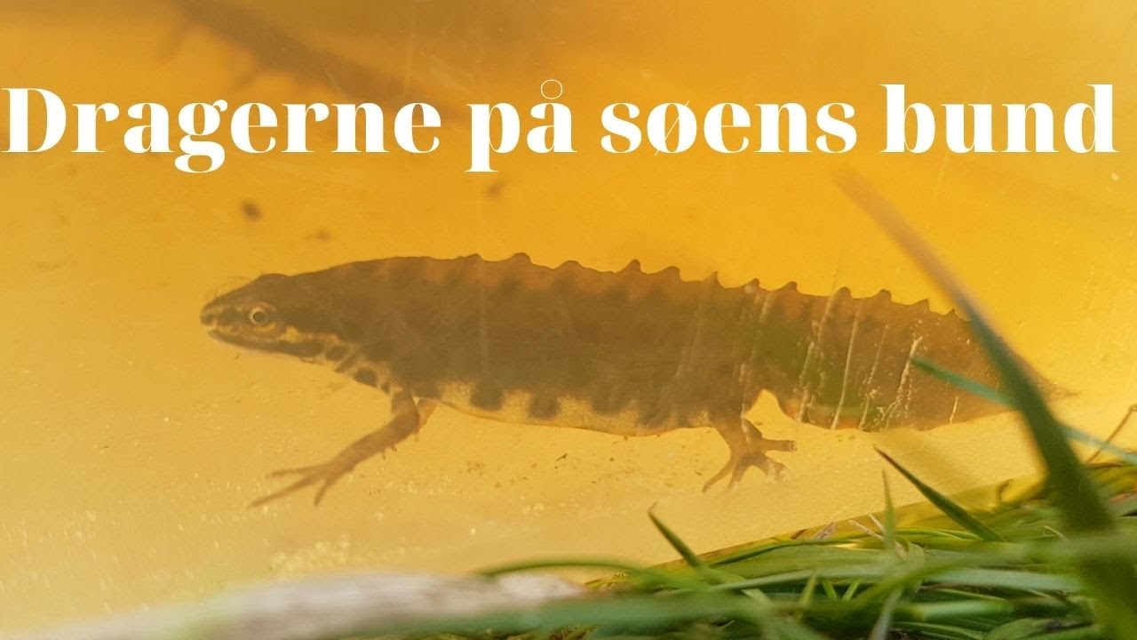 NaturNørd 306. De danske drager findes på søens bund!!!