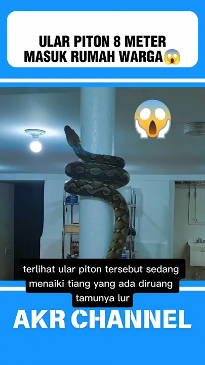 Ular piton 8 meter masuk rumah warga⁉️😱#shorts