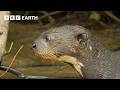 Otter Life Highlights | BBC Earth 🦦