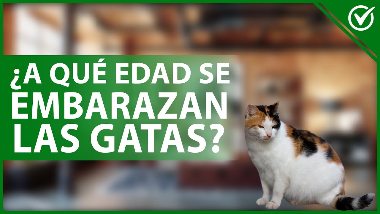 😽 ¿A qué EDAD se puede EMBARAZAR una GATA? - Datos de sexualidad felina