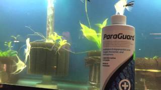 paraguard aquarium