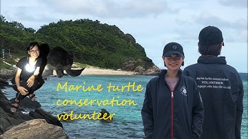 A day of being a marine turtle conservation volunteer - Một ngày làm tình nguyện viên bảo tồn rùa