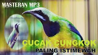 SUARA BURUNG CUCAK CUNGKOK MP3