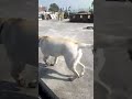 50 Days Labrador female in angry mood| Very active labra female