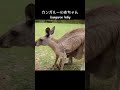 #カンガルー の#赤ちゃん #スローモーション 。#kangaroo #baby #slowmotion #動物コレクション #動物 #animal #shorts