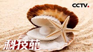 《科技苑》 20180417 高品质珍珠是如何诞生的| CCTV农业