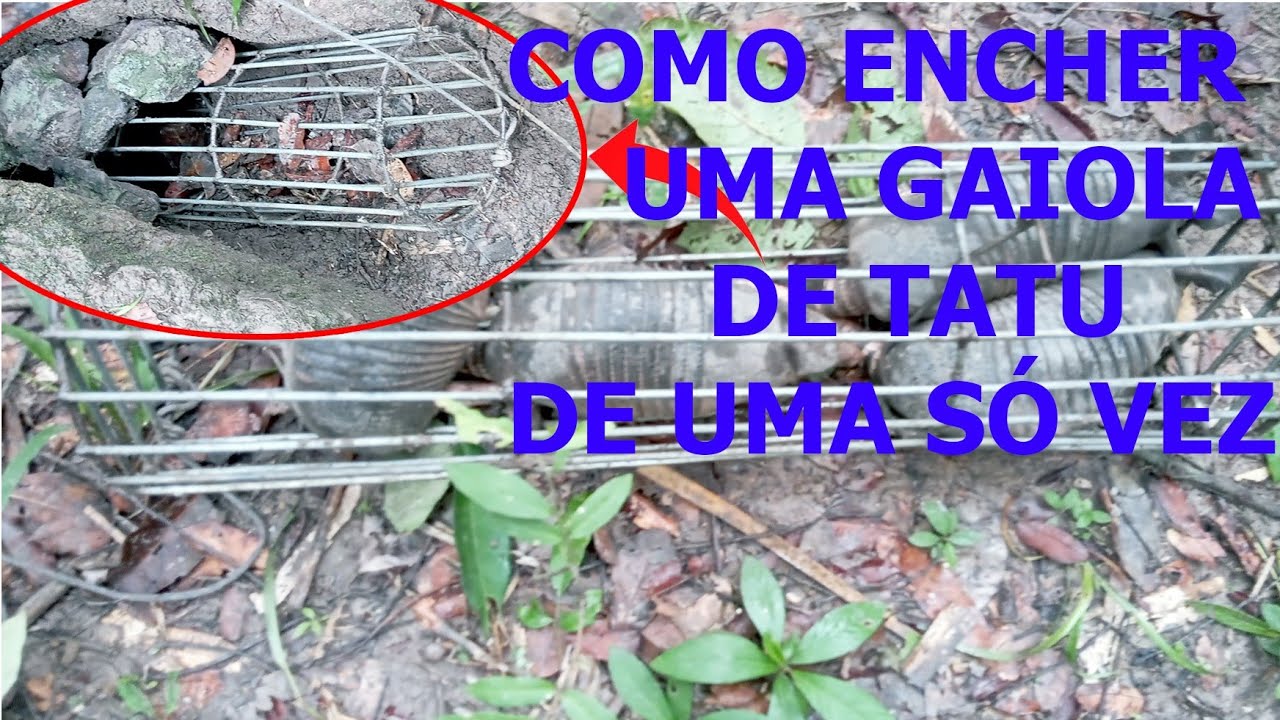 Como encher uma gaiola de tatu de uma só vez