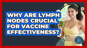 Why Are Lymph Nodes Crucial For Vaccine Effectiveness? - All About the Immune System