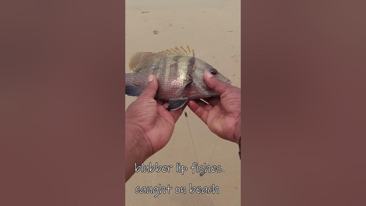 blubber-lip-fish-caught-on-beach-short-video-youtube