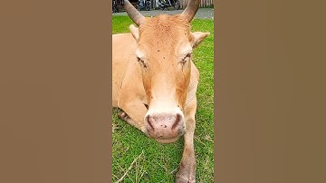 Lembu Lembu Sapi lucu Lucu Suara Sapi Sapi moo   #sapi #lembu #sapijinak #lembujinak #takurwinrimba