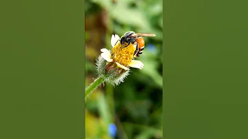 #beautiful #natural #amazing #nature #flower #bee #video #viral