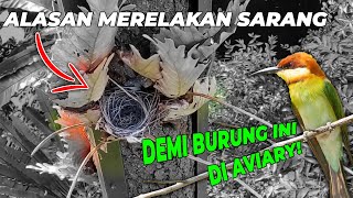 TERPAKSA TANGKAP BURUNG YANG SUDAH BERSARANG, DEMI BURUNG KIRIK-KIRIK SENJA!! TERPAKSA TANGKAP BURUNG YANG SUDAH BERSARANG, DEMI BURUNG KIRIK-KIRIK SENJA!!