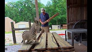 Zebras got Your Wood?  How to Prevent Sticker Stain