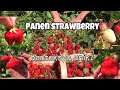 PANEN STRAWBERRY JUMBO 🍓🍓🍓🍓