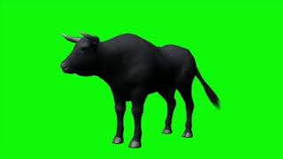 Cow green screen